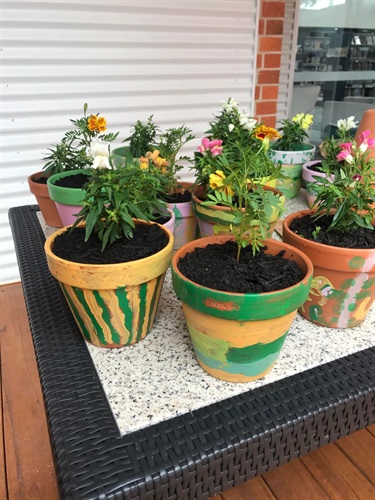 Finished terracotta pots with plants