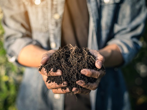 a person with soil in their hands