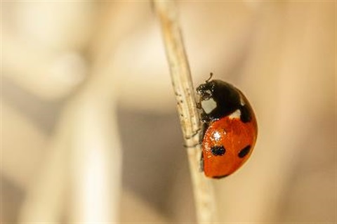 ladybug on plant